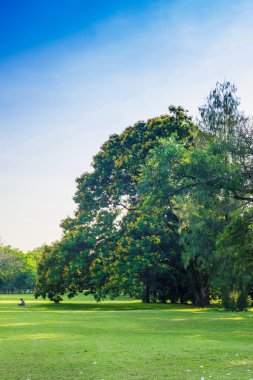 Yeşil çim alan ve Şehir Parkı ağacında