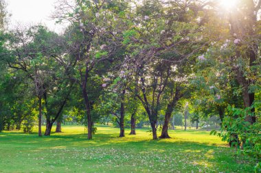 Yeşil çim alan ve Şehir Parkı ağacında