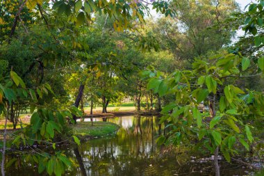 Akşam yeşil park su birikintisi