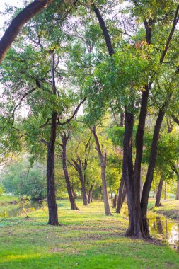 Yeşil çim alan ve Şehir Parkı ağacında