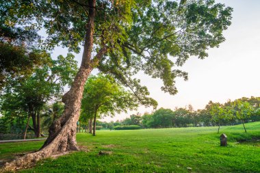Şehir içinde park ve rekreasyon alanı