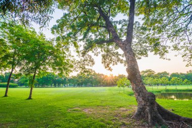 güneş ışığı ile güzel yeşil park
