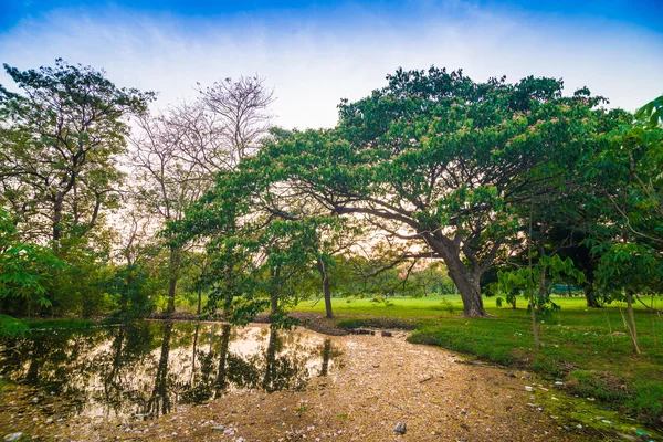 Damm i grön park i kväll — Stockfoto