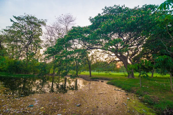 Pond in green park in evening — Stock Photo, Image