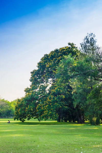 Yeşil çim alan ve Şehir Parkı ağacında