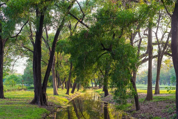 Pole zelené trávy a stromů v městském parku — Stock fotografie