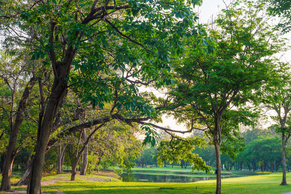 Green grass field and tree in city park, beautiful avenue in the park