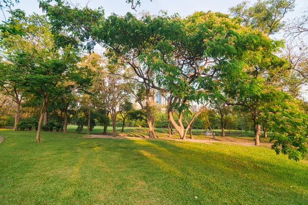 Grünes Rasenfeld und Baum im Stadtpark — Stockfoto