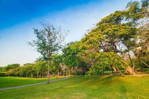 Belo parque verde com luz solar — Fotografia de Stock