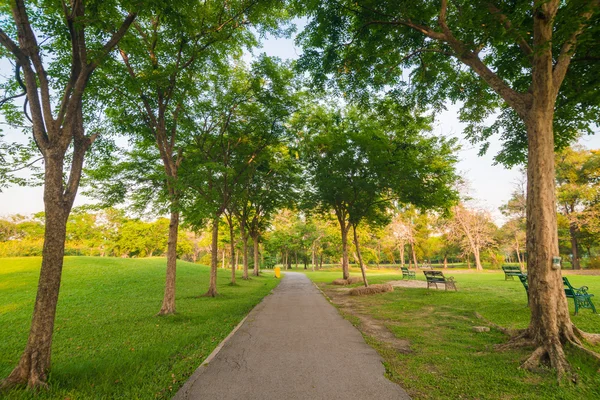 Vackra avenue i parken. — Stockfoto