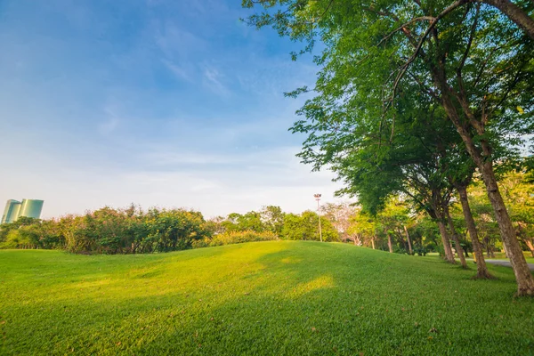 Grönt gräs fältet och träd i stadsparken — Stockfoto