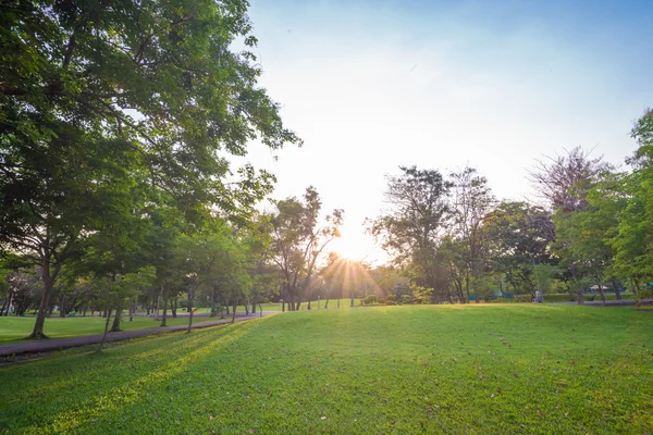 Nádherný zelený park s sluneční světlo — Stock fotografie