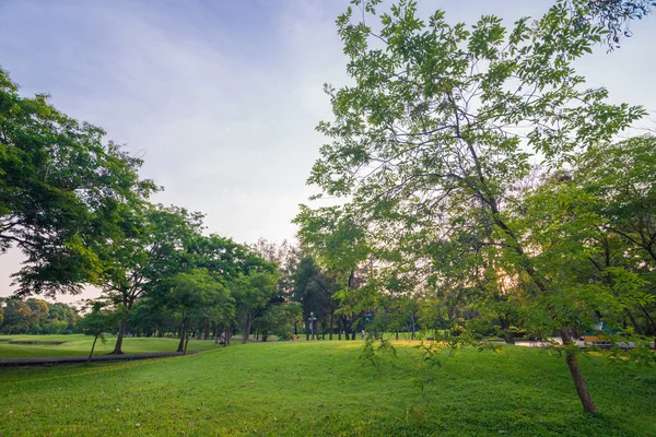 Зеленая трава и дерево в городском парке — стоковое фото