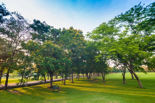 Green grass field and tree in city park — Stock Photo, Image