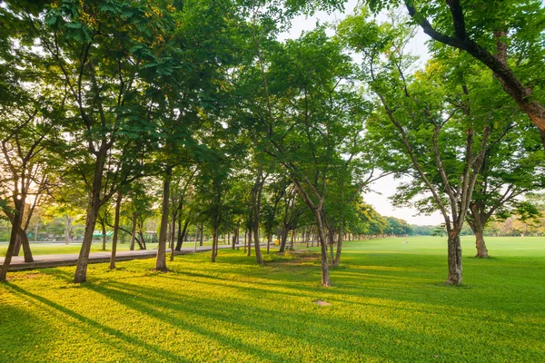 Beautiful green park with sun light — Stock Photo, Image