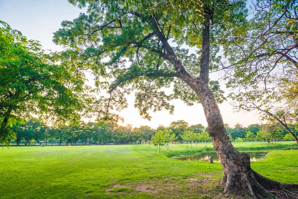 Vacker grön park med solljus — Stockfoto