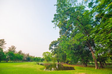 Park ve Rekreasyon alanında yeşil çim