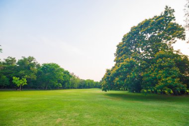 Gün batımında güzel yeşil park