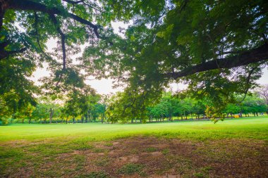 Park ve Rekreasyon alanında yeşil çim