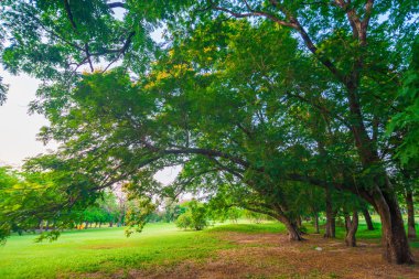 Park ve Rekreasyon alanında yeşil çim