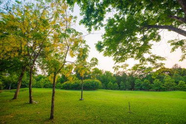 Gün batımında güzel yeşil park