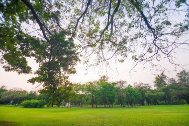 Gün batımında güzel yeşil park