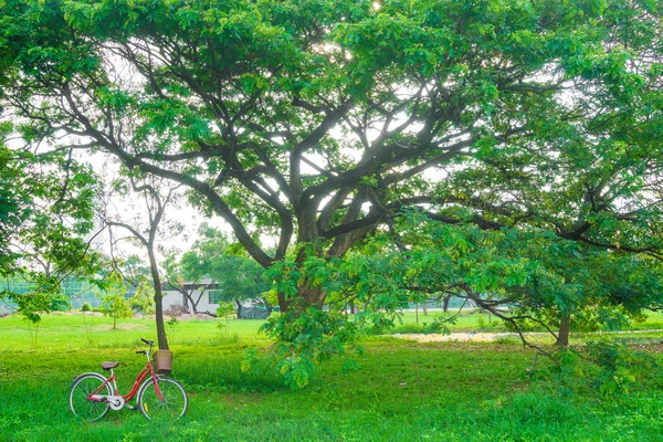 Biciclette nel parco centrale — Foto Stock