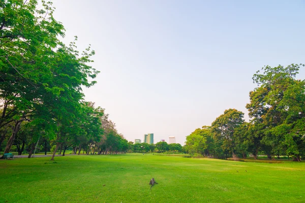 Césped verde en parque de la ciudad —  Fotos de Stock