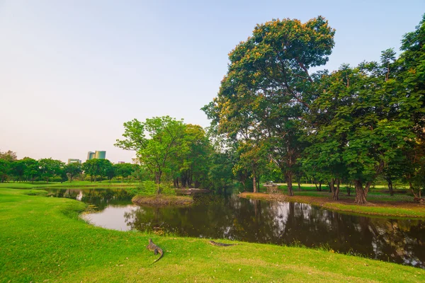 Césped verde en parque de la ciudad — Foto de Stock