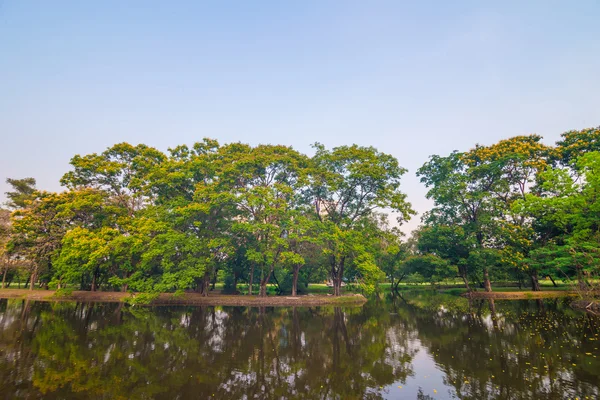 Krásný zelený park strom a bažiny — Stock fotografie