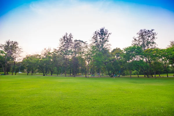 Campo verde parque de la ciudad, hermoso césped —  Fotos de Stock