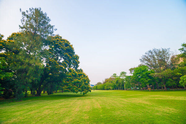 Green lawn in park and recreation area