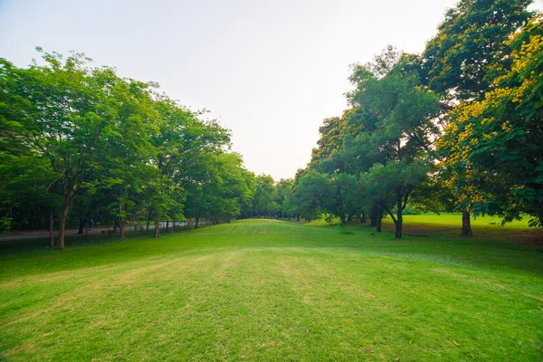 Gün batımında güzel yeşil park