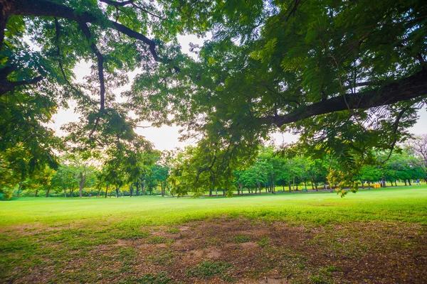 Césped verde en el parque y área de recreación —  Fotos de Stock