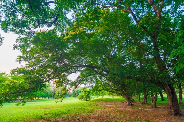 Gramado verde no parque e área de recreação — Fotografia de Stock