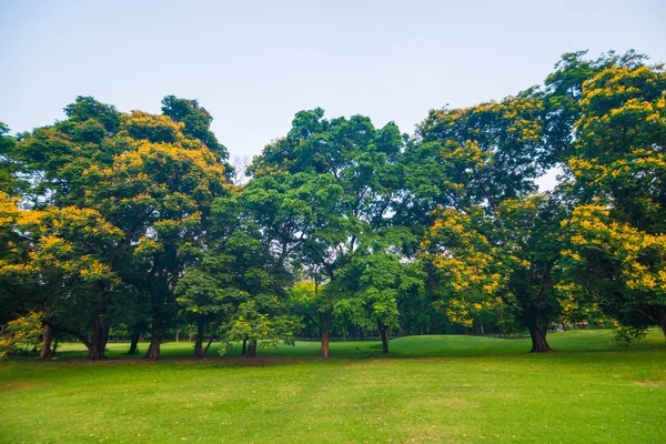 Зеленая лужайка в парке и зоне отдыха — стоковое фото