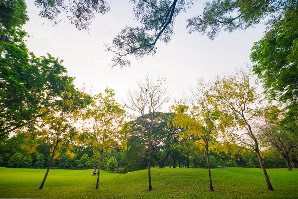 Beautiful green park at sunset — Stock Photo, Image