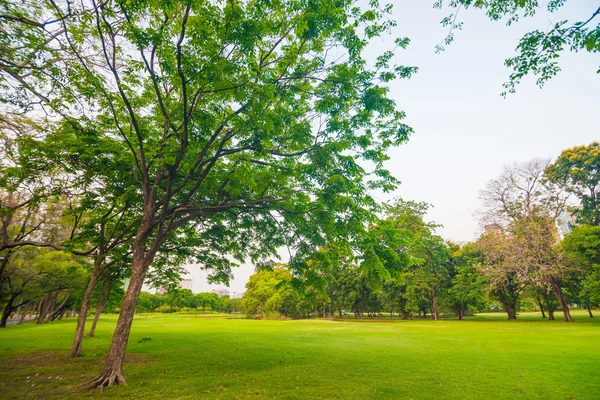 Hermoso parque verde al atardecer —  Fotos de Stock