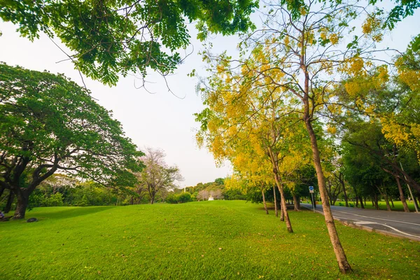 Zielone pole park miejski, piękny trawnik — Zdjęcie stockowe