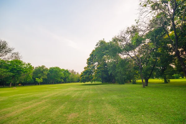 Hermoso parque verde al atardecer —  Fotos de Stock