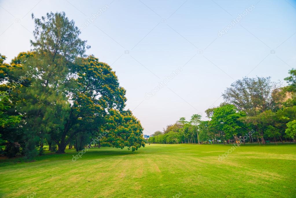 Green lawn in park and recreation area