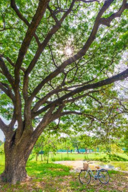 Yeşil çimenlerin üzerinde beyaz Bisiklet