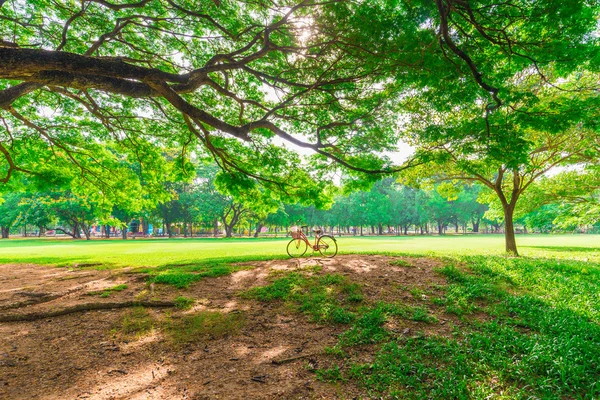 Röd cykel på grönt gräs — Stockfoto