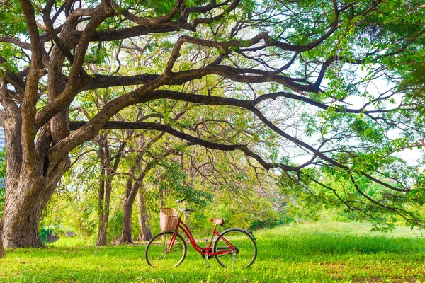 Červené kolo na zelené trávě — Stock fotografie