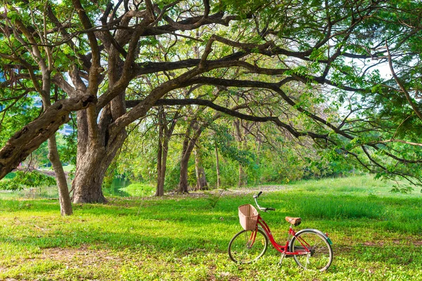 Bicicleta vermelha na grama verde — Fotografia de Stock