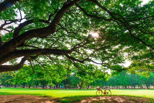 Červené kolo na zelené trávě — Stock fotografie