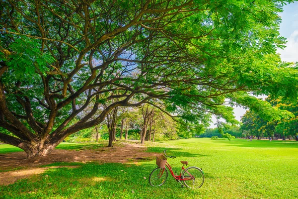 Röd cykel i park — Stockfoto