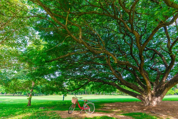 Röd cykel på grönt gräs — Stockfoto