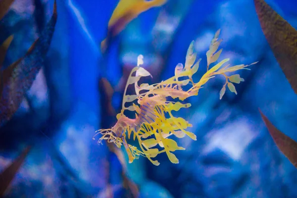 Beautiful seahorse amongst weeds. — Stock Photo, Image