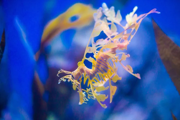 Beautiful seahorse amongst weeds. — Stock Photo, Image